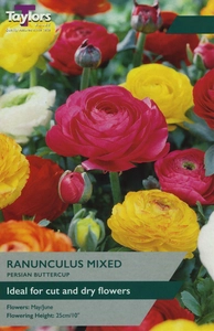 Ranunculus mixed