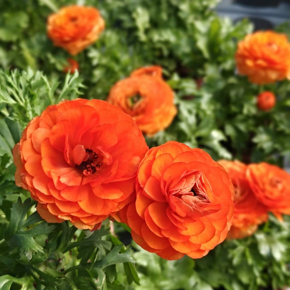 Ranunculus asiaticus 'Orange'