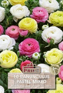 Ranunculus Pastel Mixed