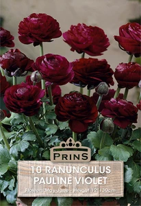 Ranunculus Pauline Violet