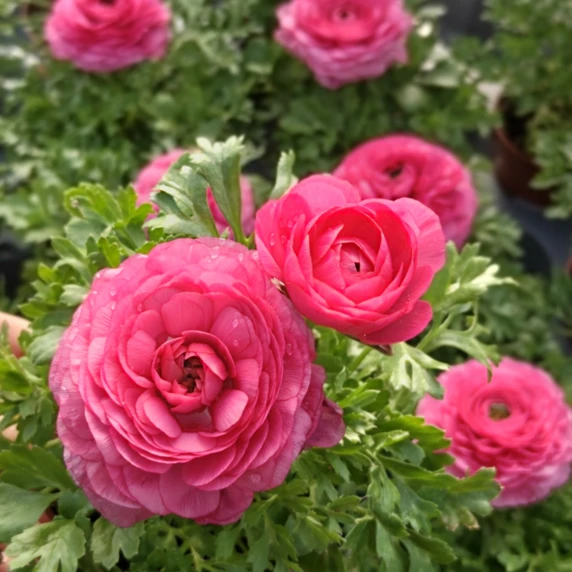 Ranunculus asiaticus 'Pink'
