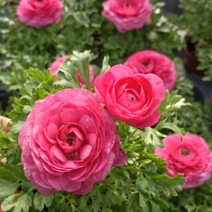 Ranunculus 'Pink'