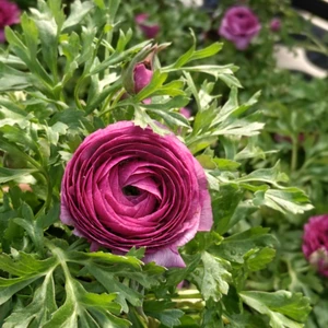 Ranunculus 'Purple'