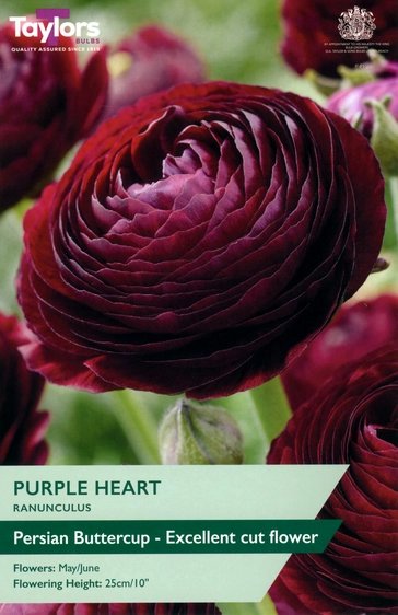 Ranunculus Purple Heart