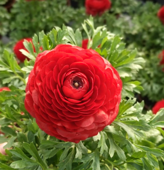 Ranunculus asiaticus 'Red'