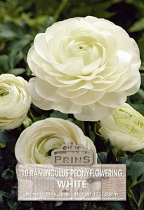 Ranunculus White