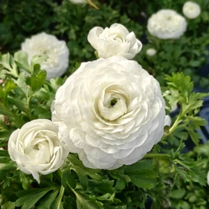 Ranunculus 'White'
