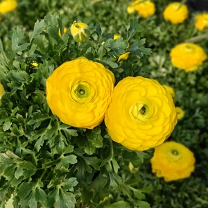 Ranunculus 'Yellow'