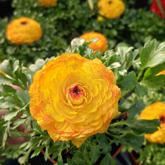 Ranunculus asiaticus 'Yellow Bicolour'