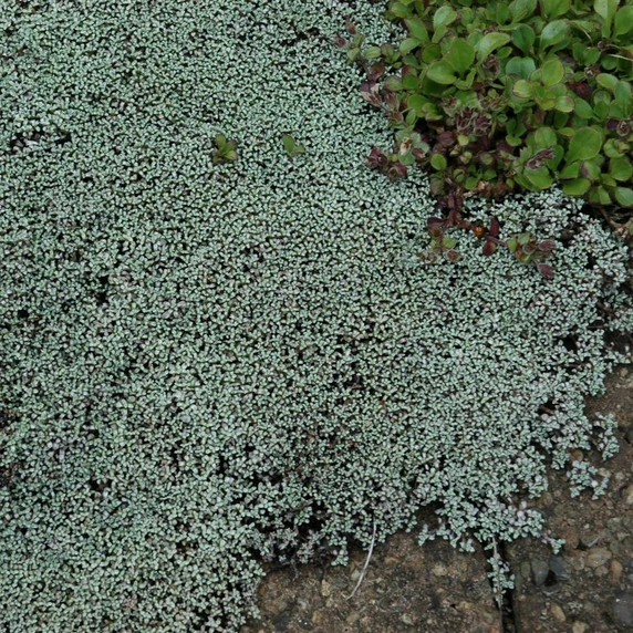Raoulia hookeri