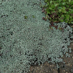Raoulia hookeri