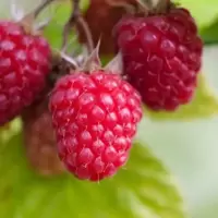 Raspberry