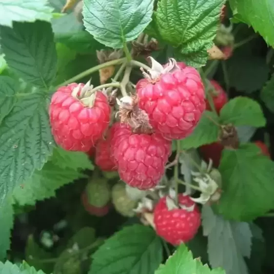 Raspberry 'Glen Ample' (4 canes)