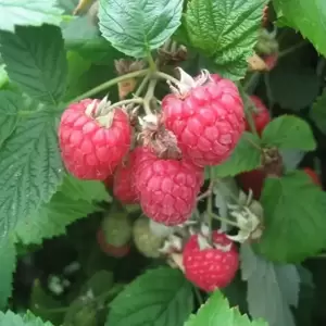 Raspberry 'Glen Ample' (4 canes)