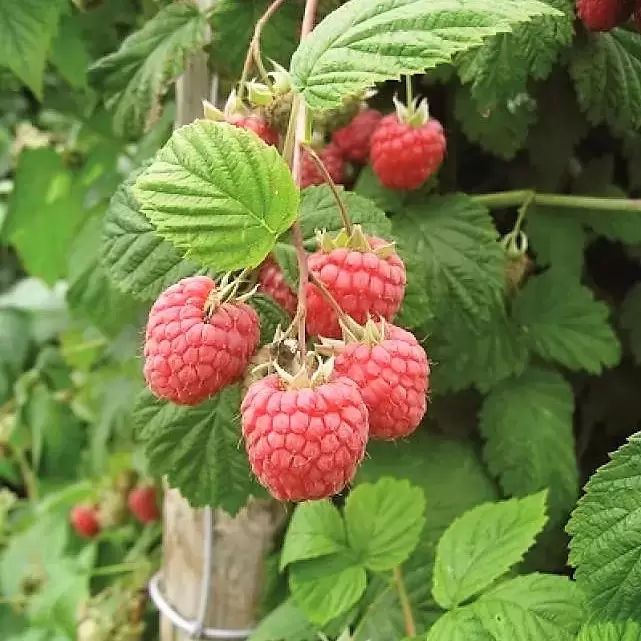 Raspberry 'Glen Lyon' (4 Canes) - Cowell's Garden Centre | Woolsington