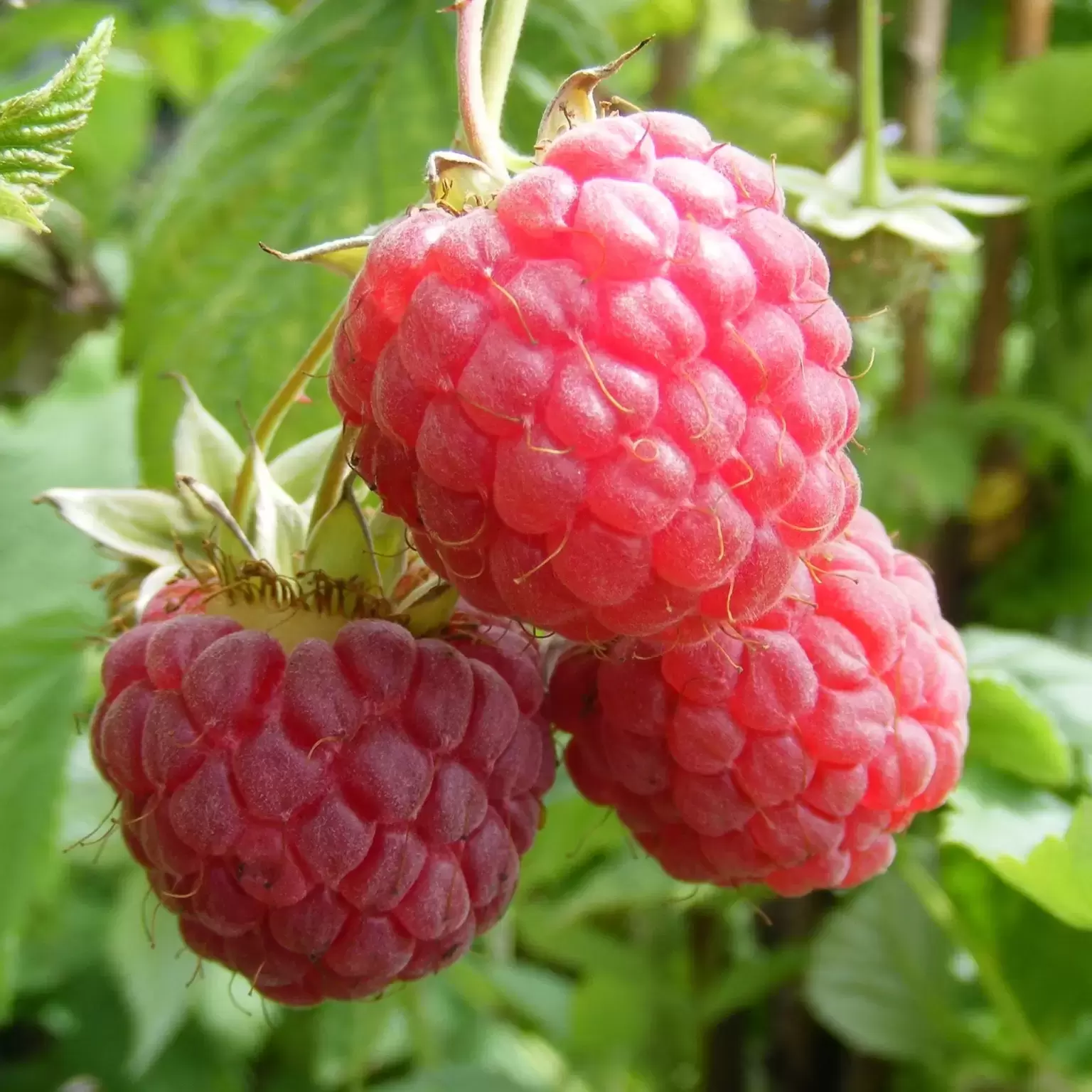 Raspberry 'Glen Magna' (4 Canes) - Cowell's Garden Centre | Woolsington