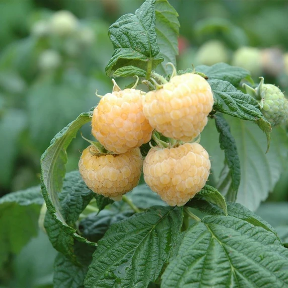 Raspberry 'Goodasgold'