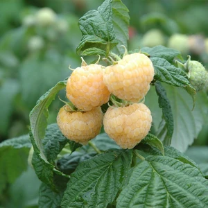Raspberry 'Goodasgold'
