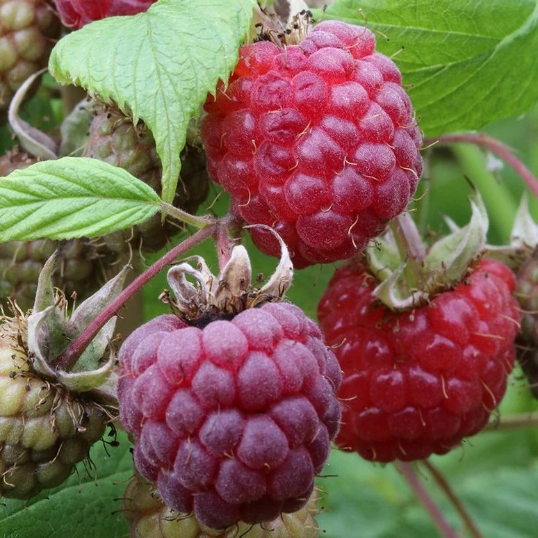 Kentish Raspberry Raspberry 'Heritage' - Cowell's Garden Centre | Woolsington