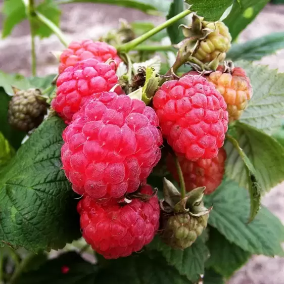 Raspberry 'Octavia' (4 Canes)