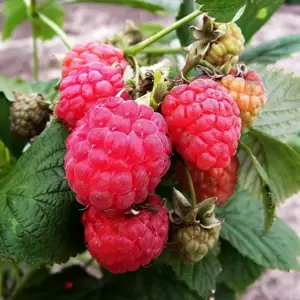 Raspberry 'Octavia' (4 Canes)