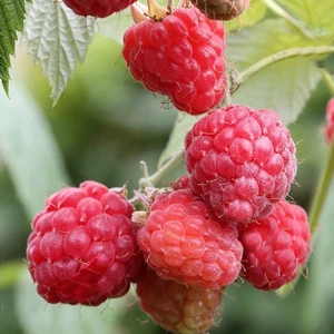 Rubus idaeus 'Schonemann'