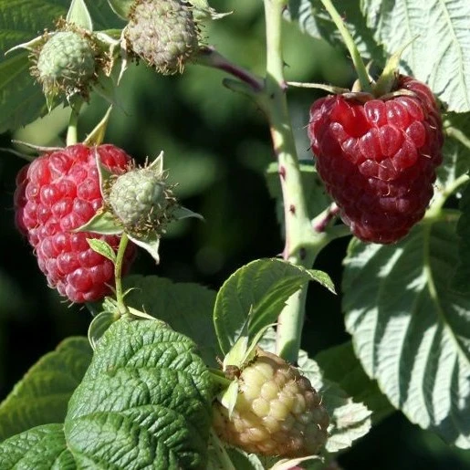 Rubus idaeus 'Twotimer® Sugana Red'