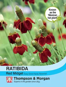 Ratibida Red Midget - image 1