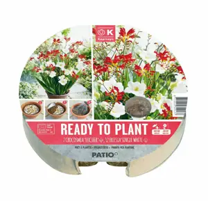 Ready To Plant Crocosmia & Freesia Tray