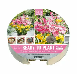 Ready To Plant Gladioli & Freesia Tray