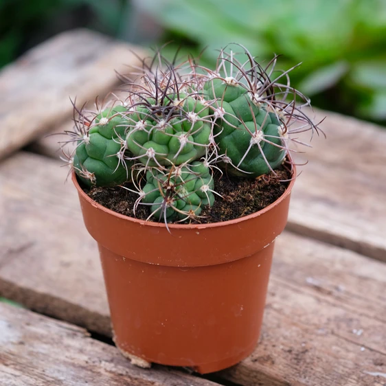 Rebutia condorensis