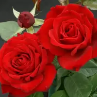 Red Roses