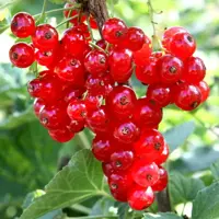 Redcurrant