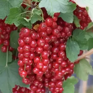 Redcurrant 'Jonkheer Van Tets'