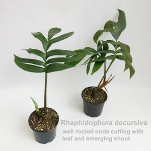 Rhaphidophora decursiva