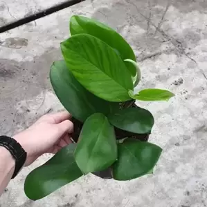 Rhaphidophora hongkongensis