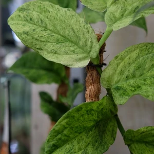 Rhaphidophora korthalsii 'Marble'