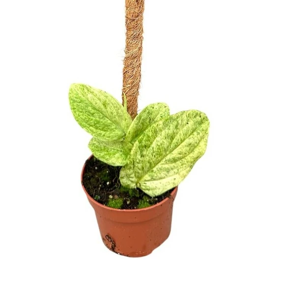 Rhaphidophora korthalsii 'Marble'