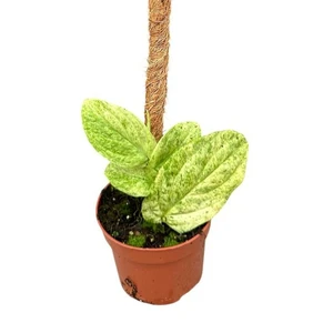 Rhaphidophora korthalsii 'Marble'