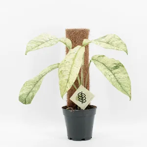 Rhaphidophora megasperma 'Gorilla Variegata'