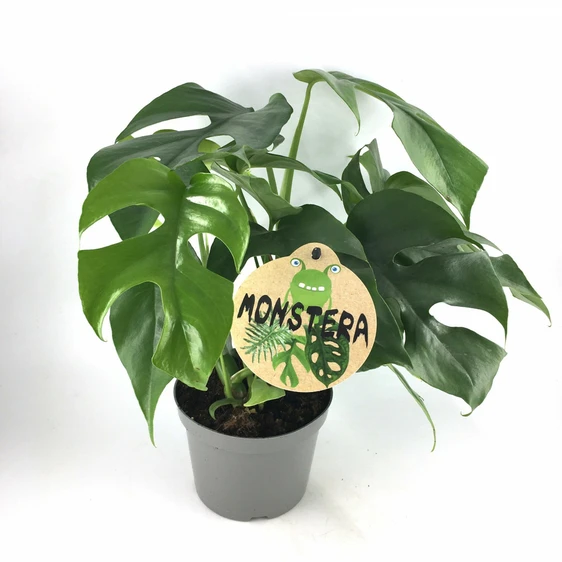 Rhaphidophora tetrasperma / Monstera minima 12cm