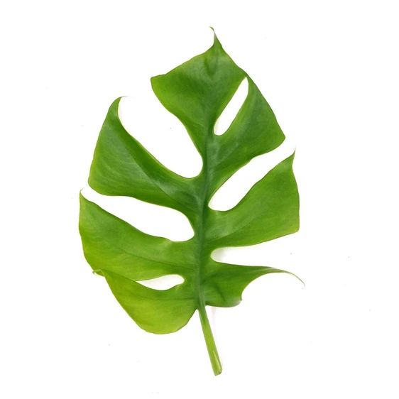 Rhaphidophora tetrasperma / Monstera minima 12cm - image 2