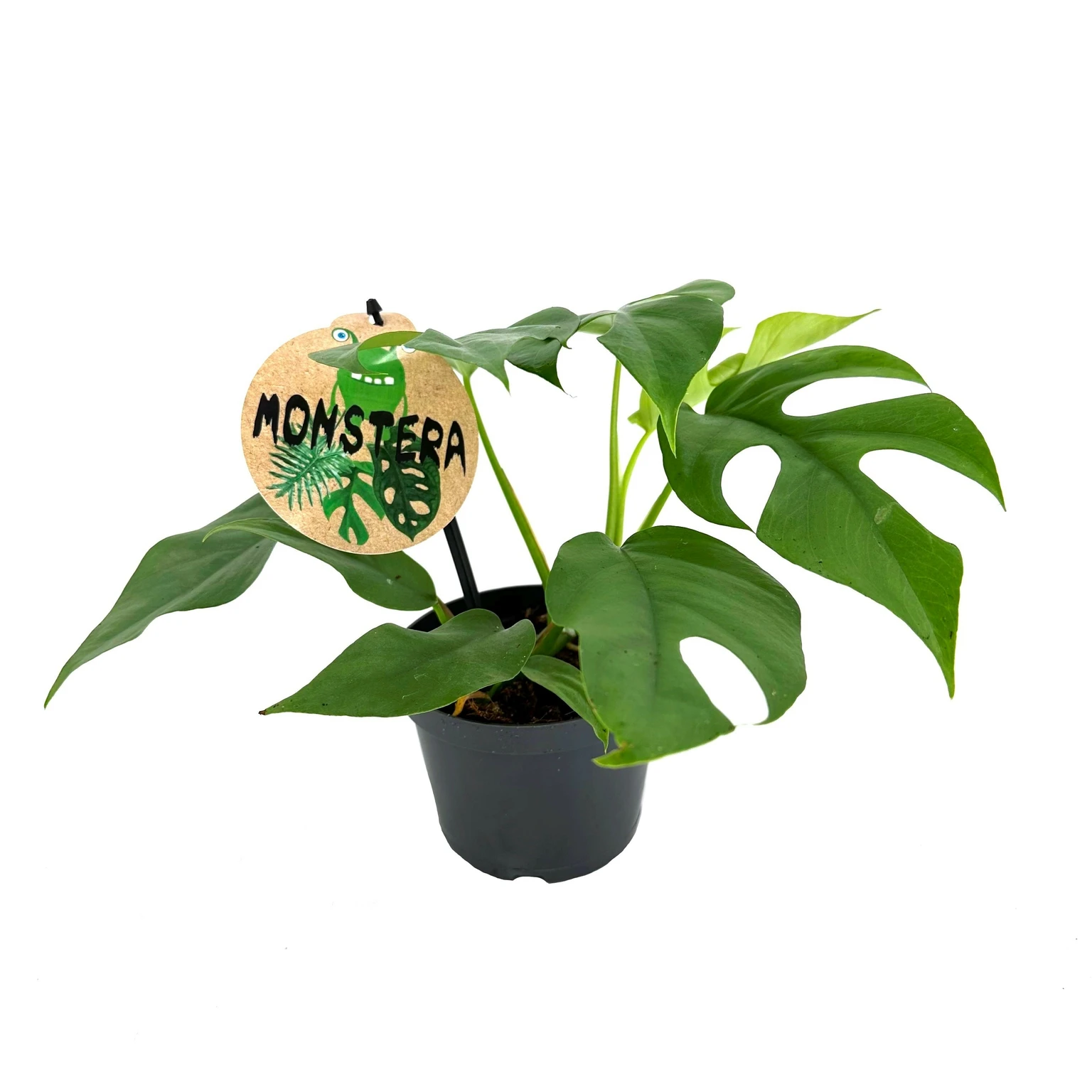 Rhaphidophora - Monstera Deliciosa Large Office 「15」Monstera