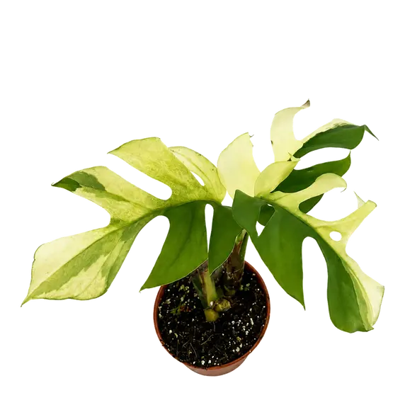 Rhaphidophora tetrasperma 'Variegata'
