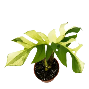 Rhaphidophora tetrasperma 'Variegata'