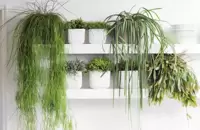 Rhipsalis