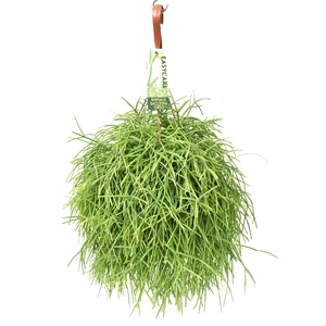 Rhipsalis baccifera 'Oasis' 17cm Hanging Pot