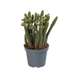 Rhipsalis baccifera subsp. horrida 6cm