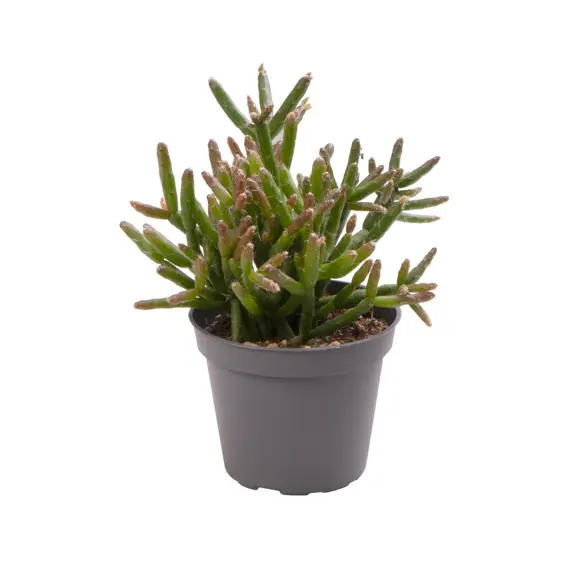 Rhipsalis burchellii 6cm
