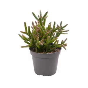Rhipsalis burchellii 6cm